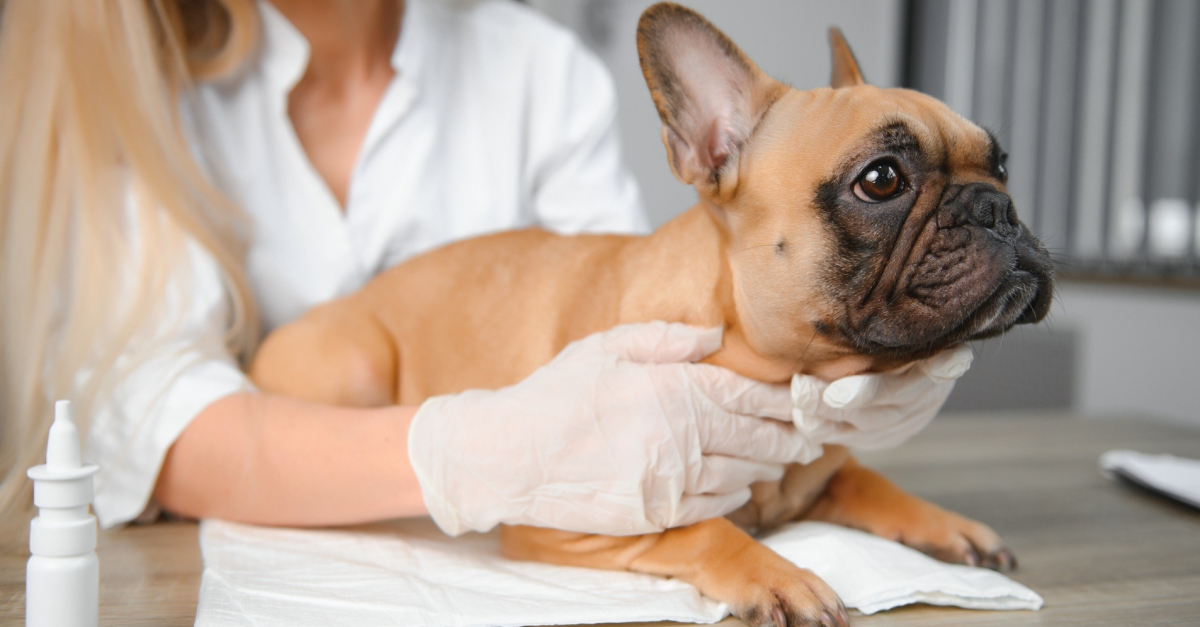 Calendrier De L'Avent 2025 Thème Bouledogue Français | 24 Surprises Suspendues | Décoration De Noël Amusante Et Originale