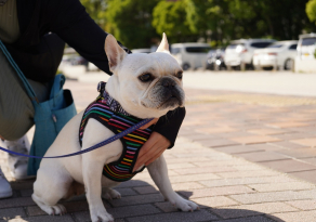 Habiller son sales bouledogue français