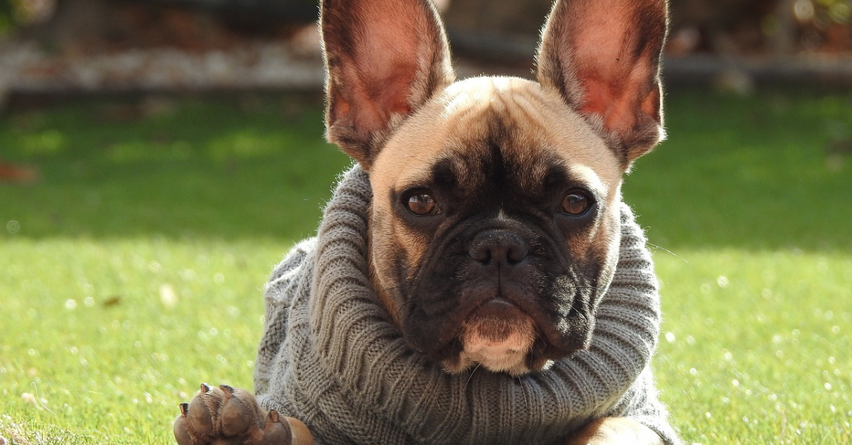 Quel vetement choisir pour son Bouledogue Francais