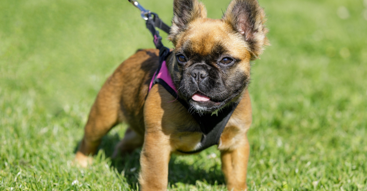 Bouledogue Français à poil long caractéristiques et photos