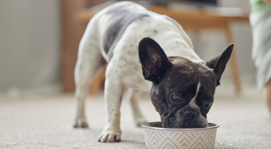 Les besoins nutritionnels du Bouledogue français