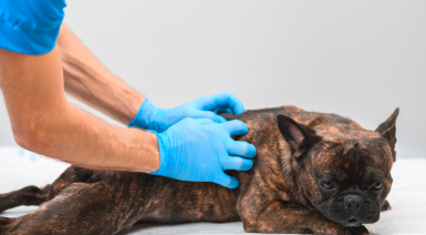 La gestion des hernies discales et des troubles de la colonne chez le Bouledogue Français