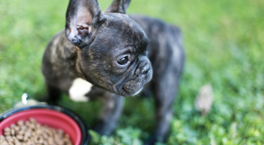 Comment éviter l'obésité pour le Bouledogue Français ?